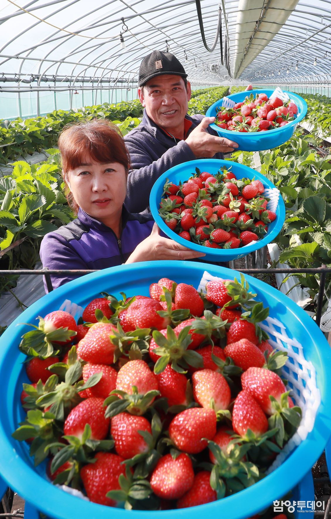 [포토] 함양 ‘설향’ 딸기 첫 수확