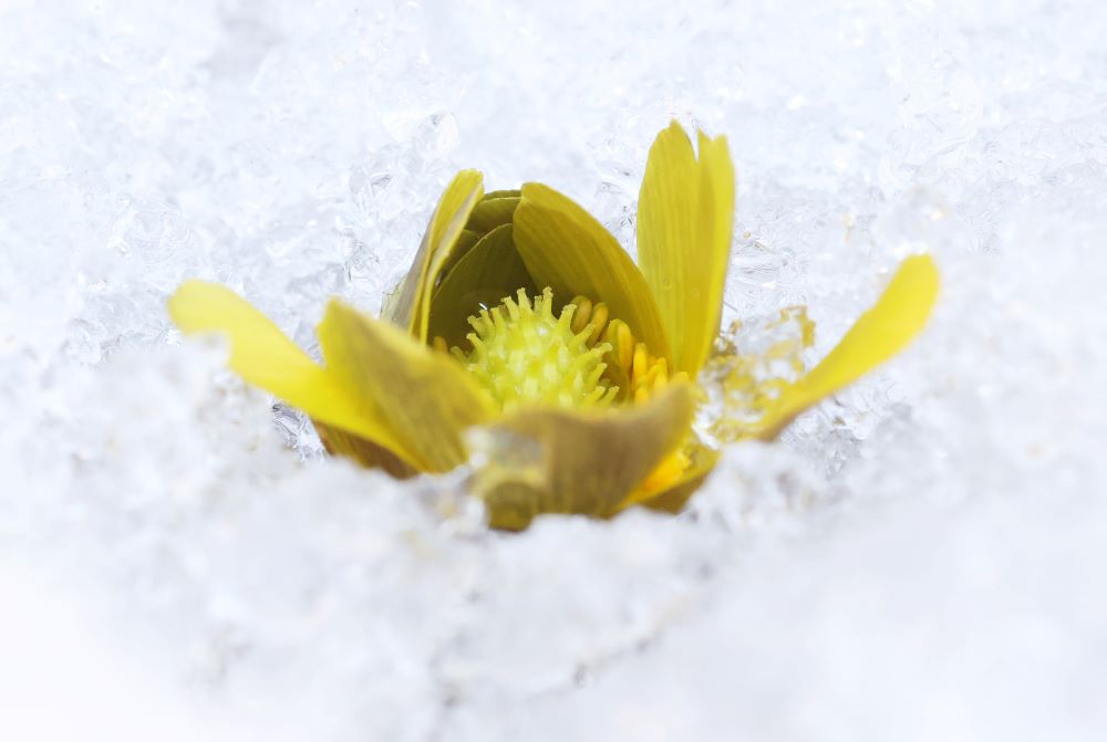 [포토] 눈 얼음 속에 핀 복수초
